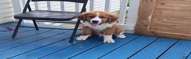 Marley