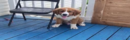 Mixed Breed dogs for sale: Marley - Ad 1