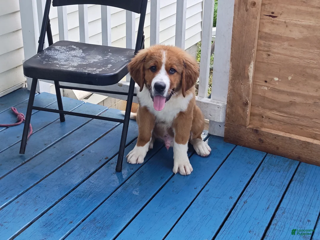 Mixed Breed dogs for sale: Marley - Ad 1