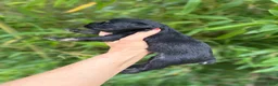 Miniature Schnauzer dogs for sale: Miniature Schnauzer Puppy 4 - Ad 3