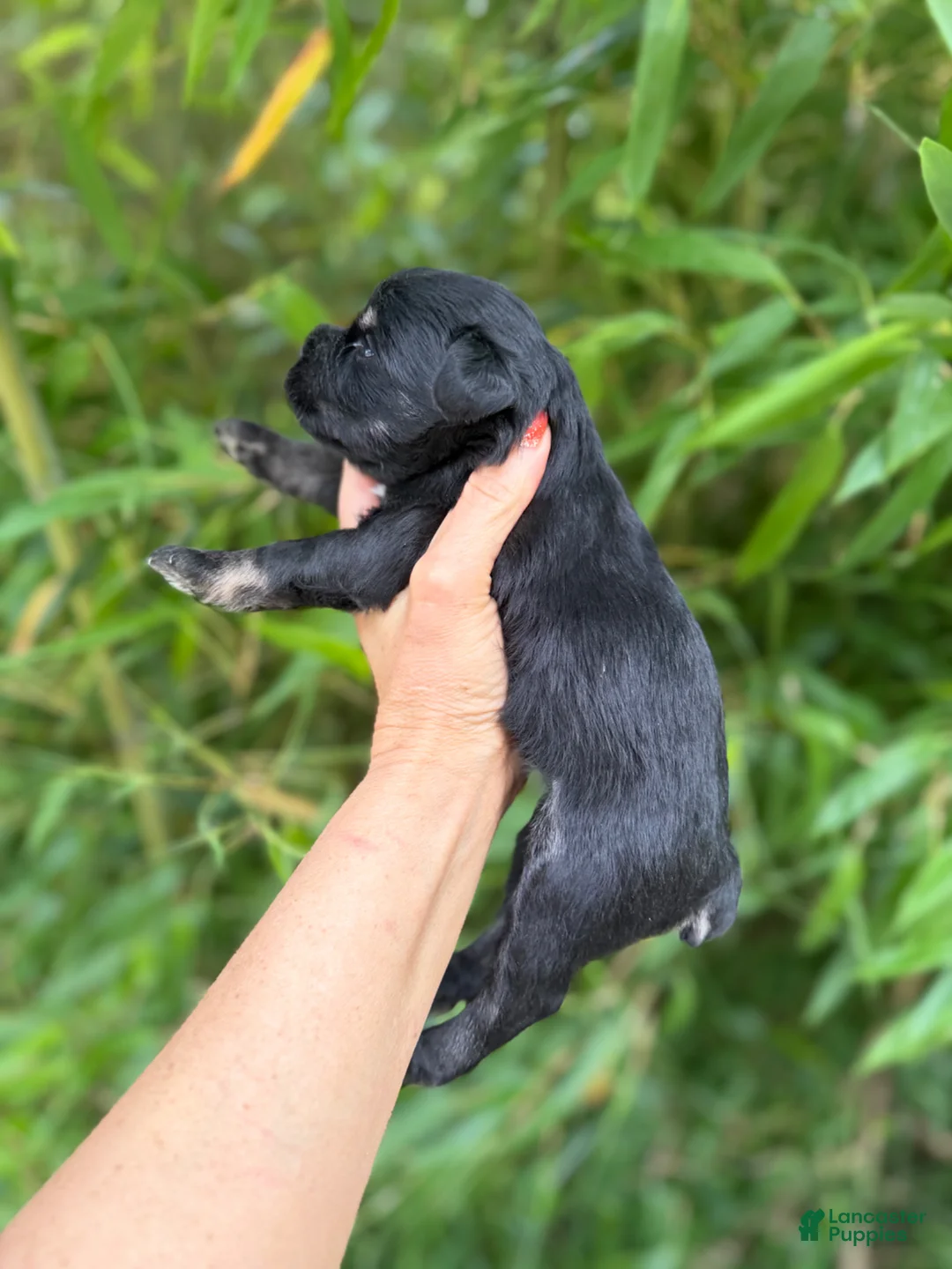 Miniature Schnauzer dogs for sale: Miniature Schnauzer Puppy 4 - Ad 3