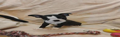 Boston Terrier 1
