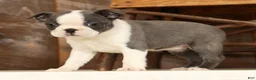 Boston Terrier dogs for sale: Rita - Ad 8