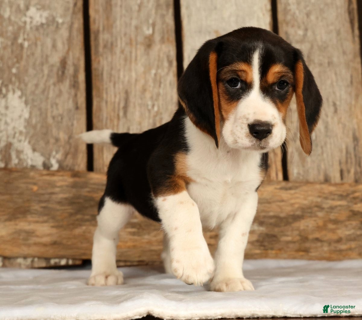 Beagle dogs for sale: Captain - Ad 9