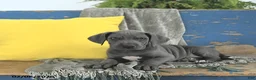 Great Dane dogs for sale: Freya - Ad 4