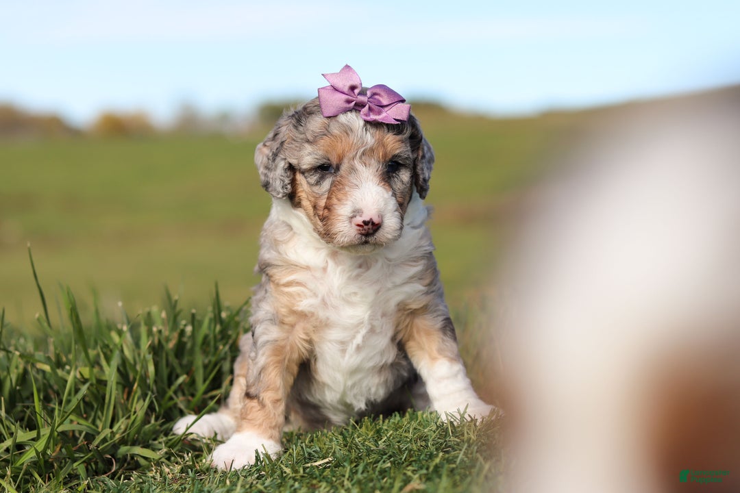 Mini Bernedoodle dogs for sale: Caroline - Ad 5
