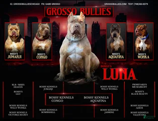 Bossy’s Luna