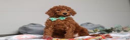 Standard Poodle dogs for sale: Maverick AKC - Ad 4