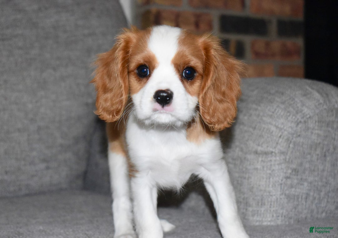 Cavalier King Charles Spaniel dogs for sale: Myles - Ad 1