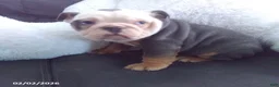 Olde English Bulldogge dogs for sale: Bentley - Ad 3
