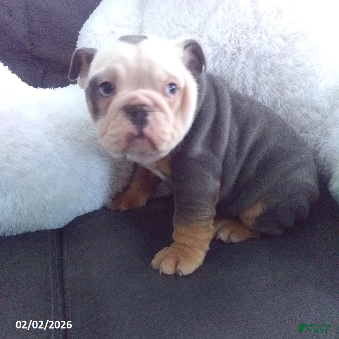Olde English Bulldogge dogs for sale: Bentley - Ad 3