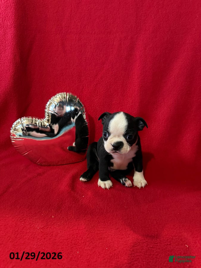 Boston Terrier dogs Hank - Ad 9