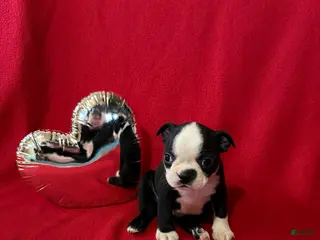 Boston Terrier dogs Hank - Ad 9