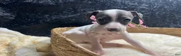 Italian Greyhound dogs for sale: Italian Greyhound 3 - Ad 8