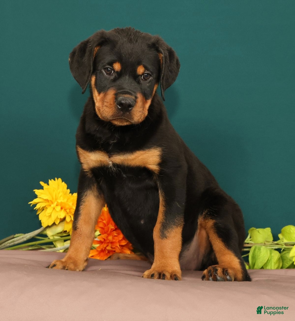 Rottweiler dogs Trixie - Ad 1