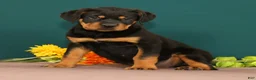 Rottweiler dogs for sale: Trixie - Ad 1