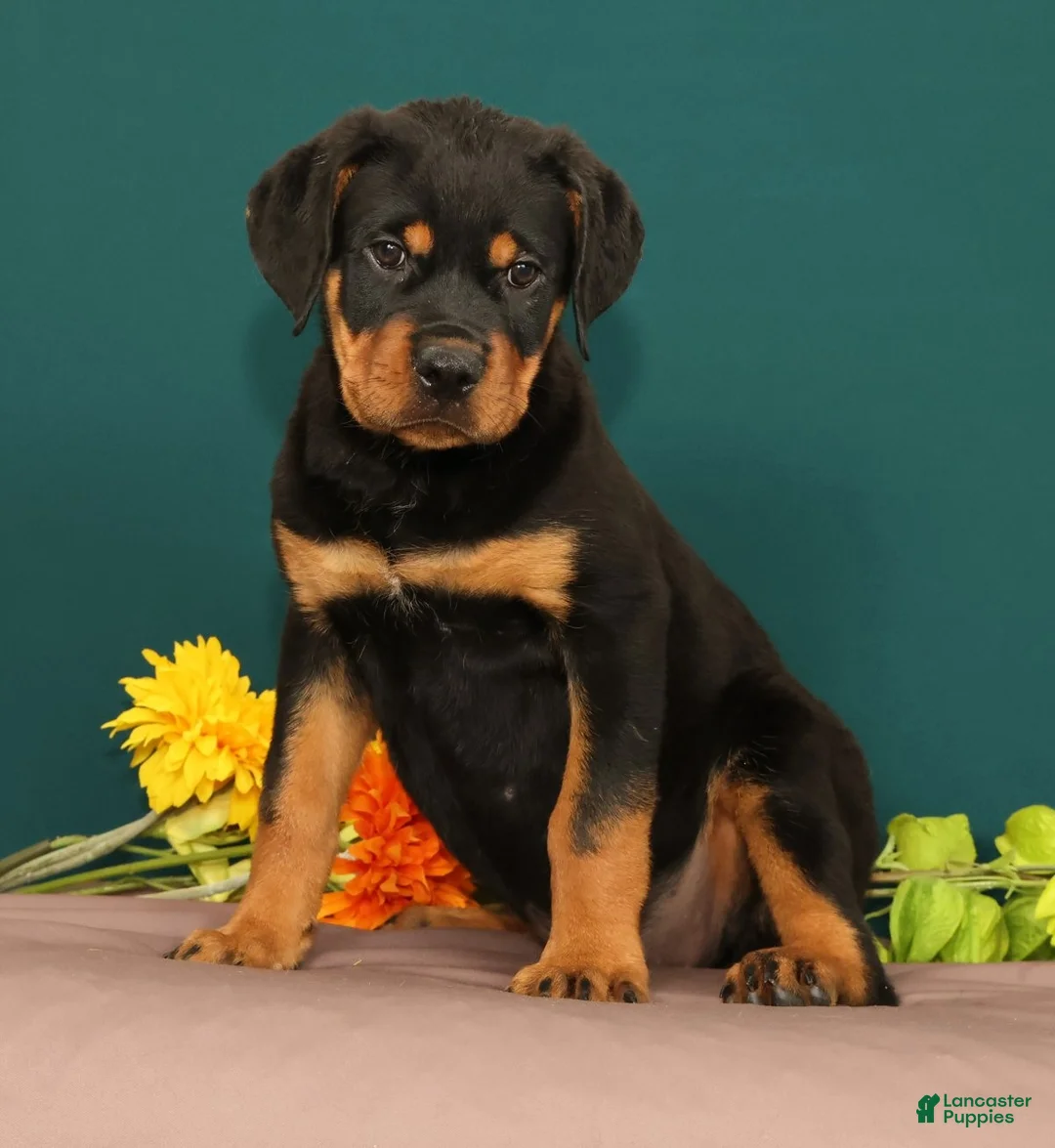 Rottweiler dogs for sale: Trixie - Ad 1