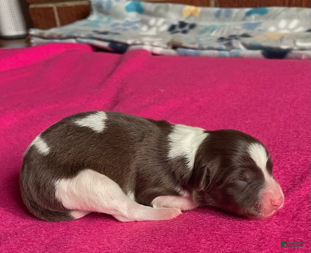 Mixed Breed dogs for sale: Brn & Wht - Ad 1