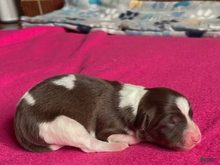 Mixed Breed dogs for sale: Brn & Wht - Ad 4