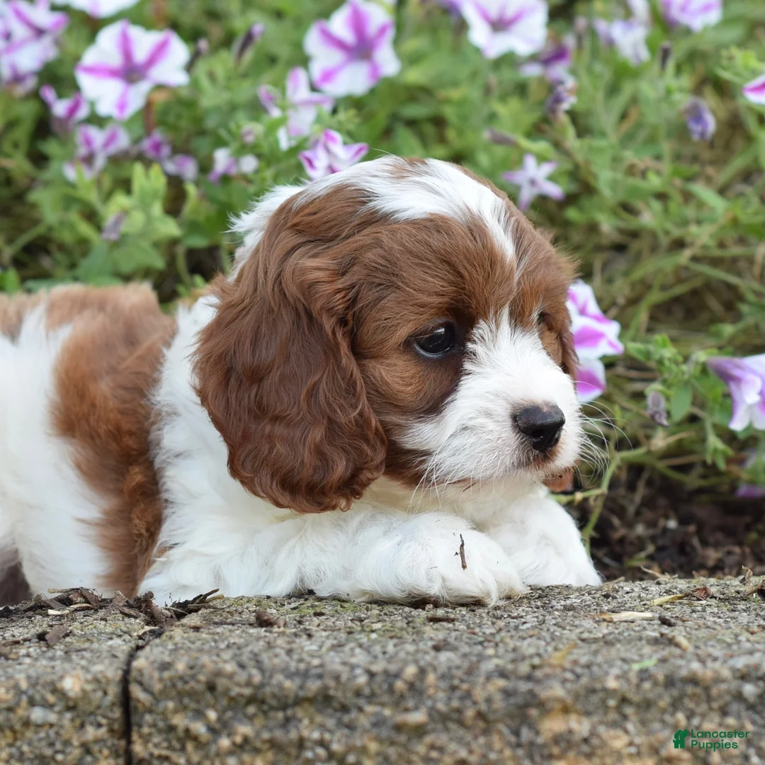 Cavapoo dogs for sale: Dawn - Ad 2