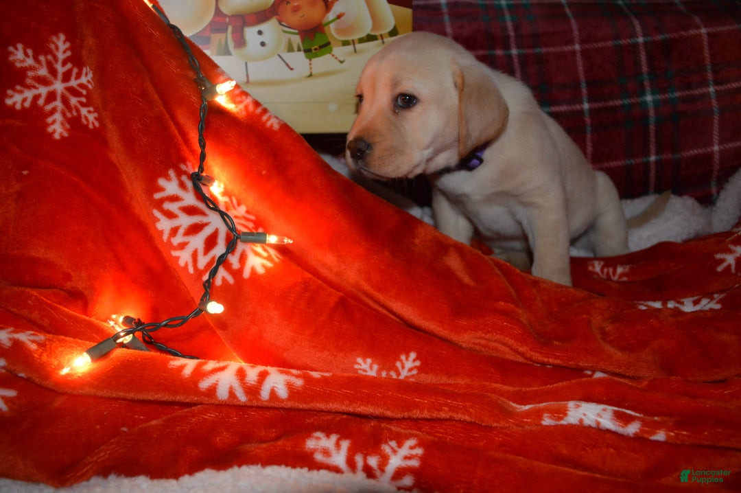 Labrador Retriever dogs for sale: Buttercup - Ad 2