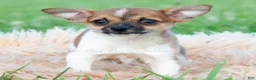 Chihuahua dogs for sale: Pascal - Ad 4