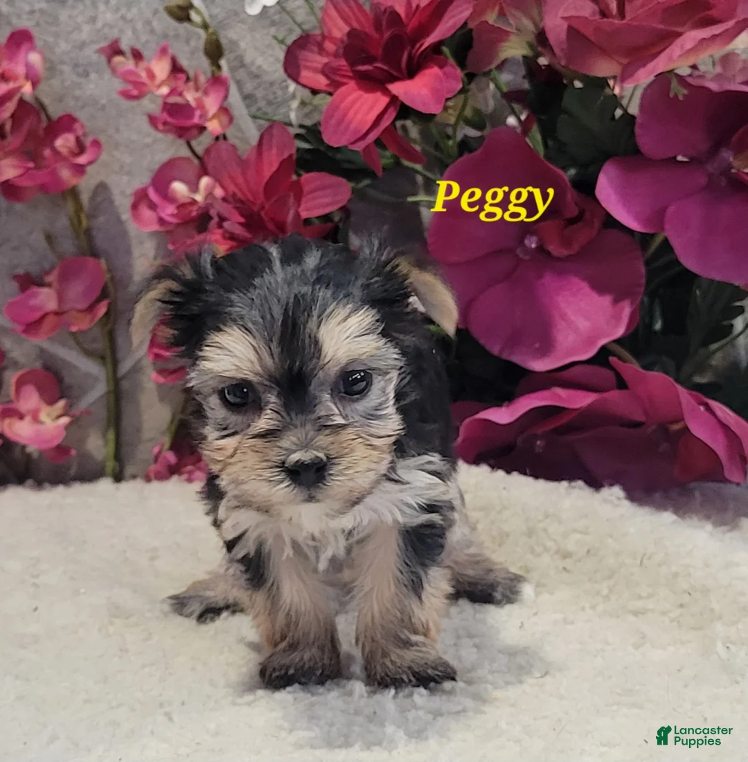 Morkie dogs for sale: Peggy - Ad 2
