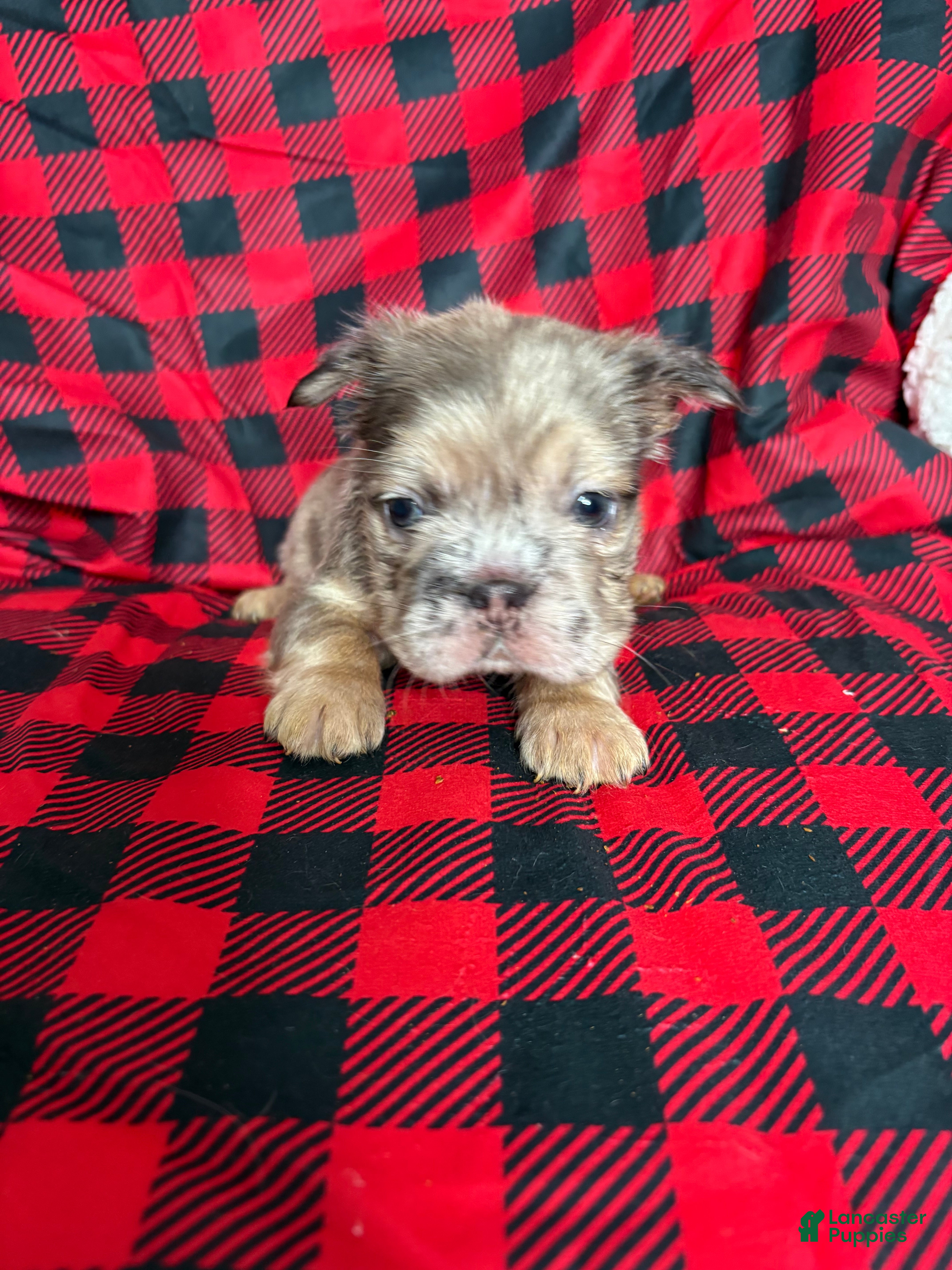 French Bulldog dogs Ari - Ad 34