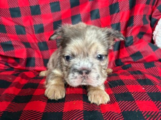 French Bulldog dogs Ari - Ad 34