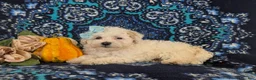Maltipoo dogs for sale: Jade Hypoallergenic - Ad 5