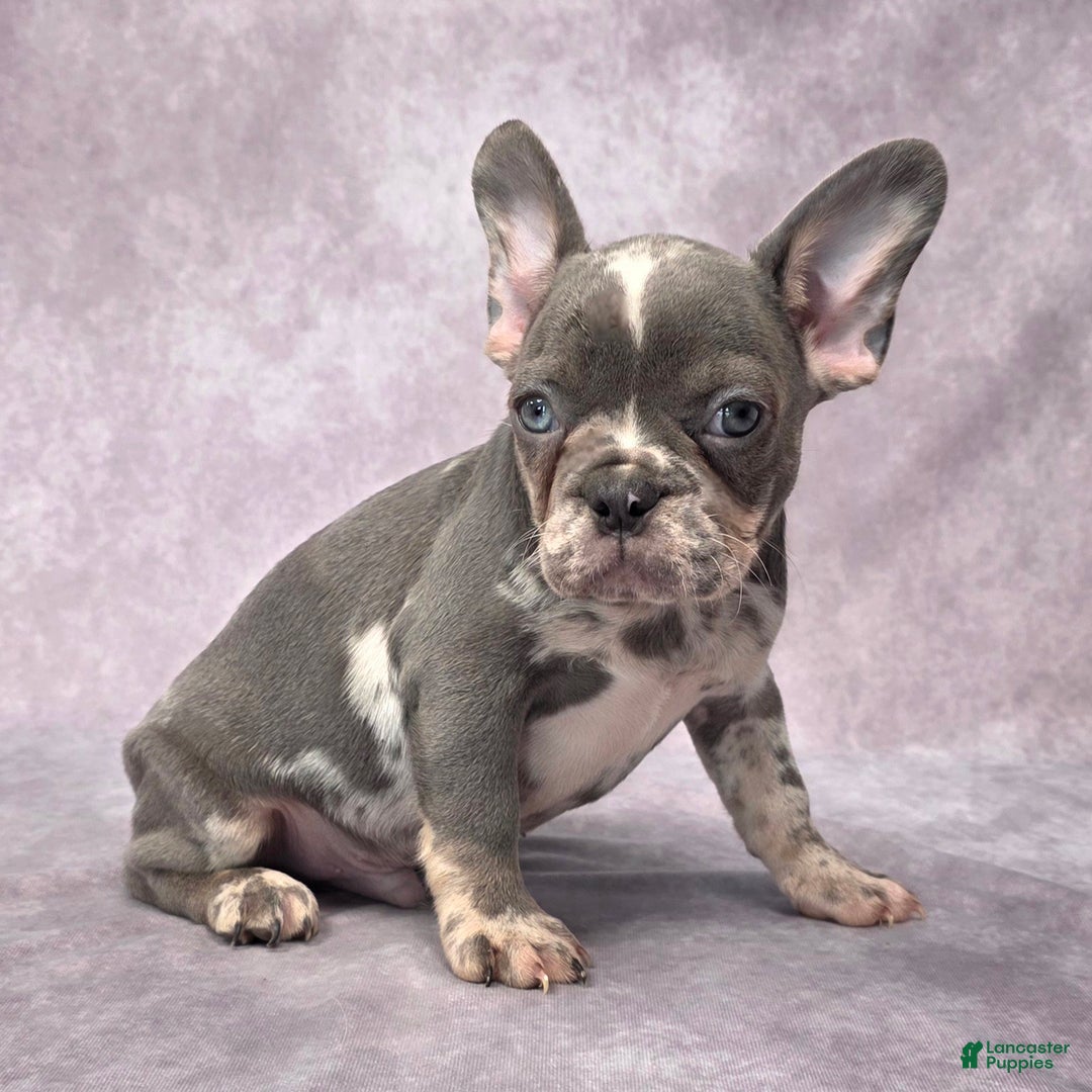 French Bulldog dogs for sale: Logan - Ad 2