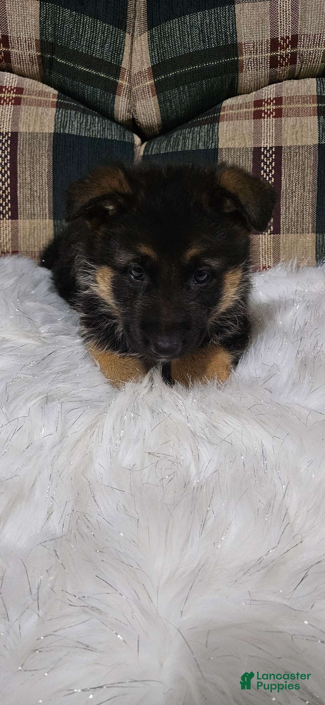 German Shepherd dogs for sale: Sabrina  - Ad 5