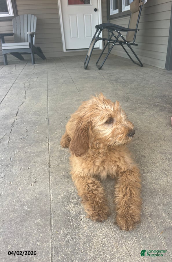 Goldendoodle dogs Steve - Ad 1
