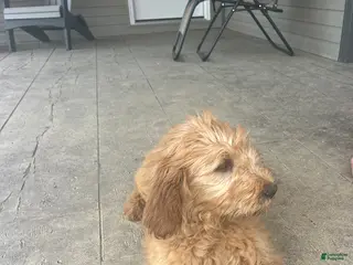 Goldendoodle dogs for sale: Steve - Ad 2