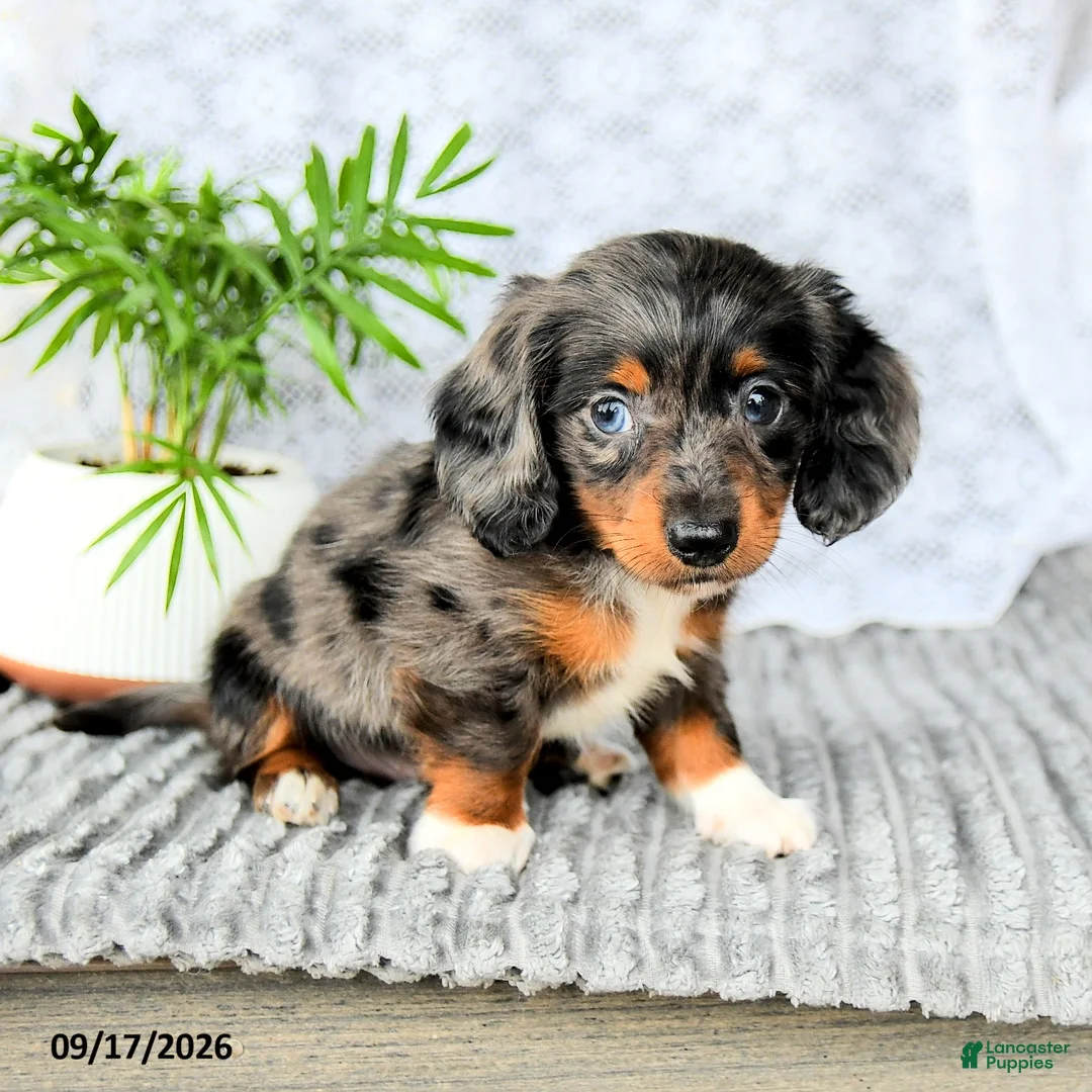 Miniature Dachshund dogs for sale: Hunter - Ad 2