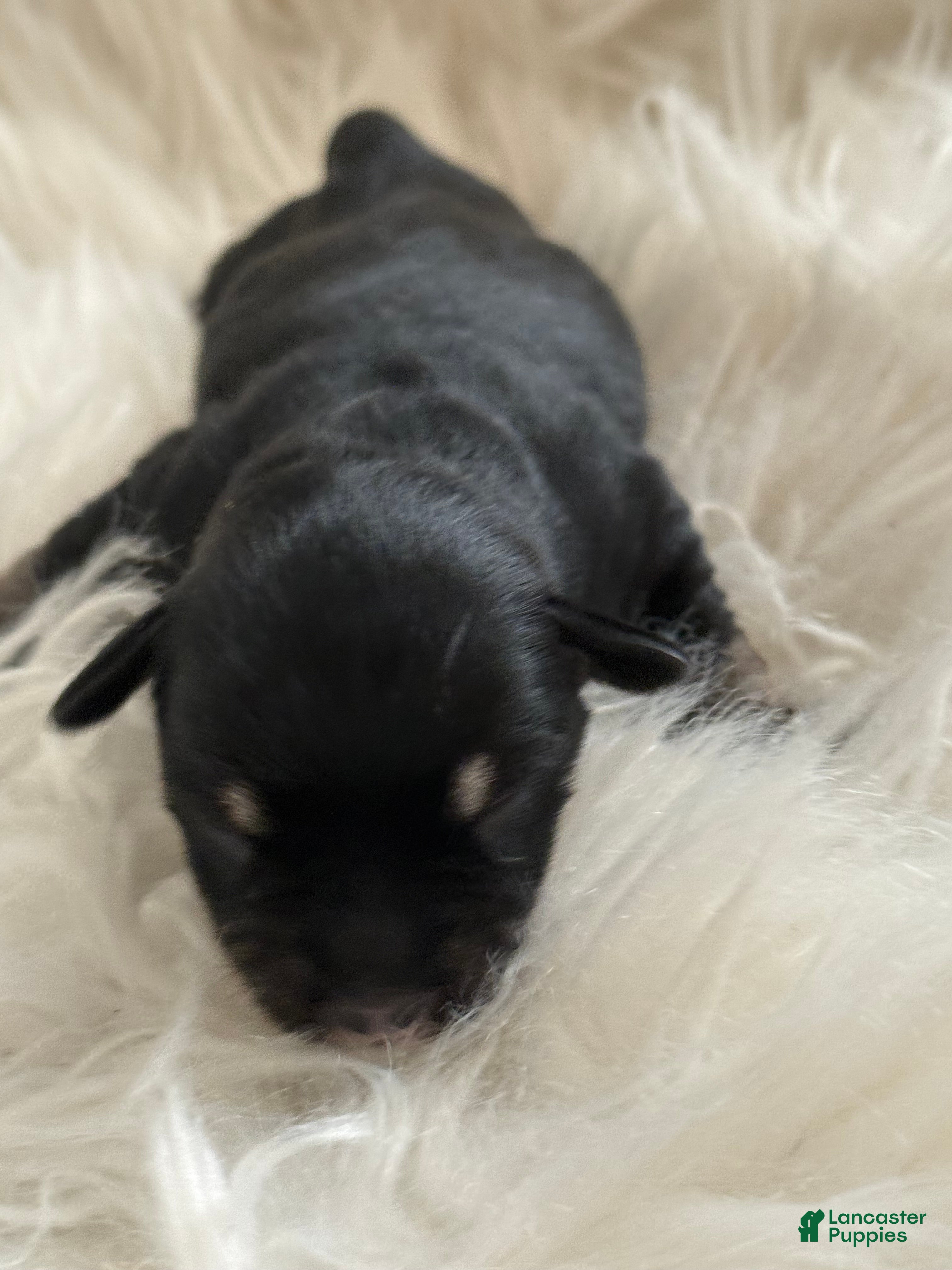 Miniature Schnauzer dogs Miniature Schnauzer Puppy 5 - Ad 16