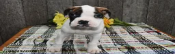 Boxer dogs for sale: Mitchell - Ad 3