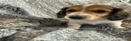 Miniature Dachshund dogs for sale: Romeo - Ad 8