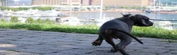 American Bully dogs for sale: Venus - Ad 46