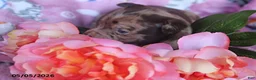 Mixed Breed dogs for sale: Lilly - Ad 1