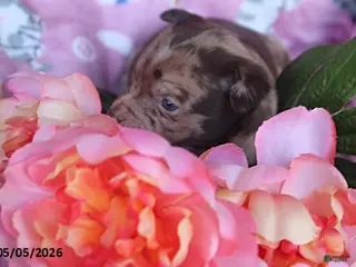 Mixed Breed dogs for sale: Lilly - Ad 1