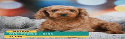 Miniature Poodle dogs for sale: Joey - Ad 13