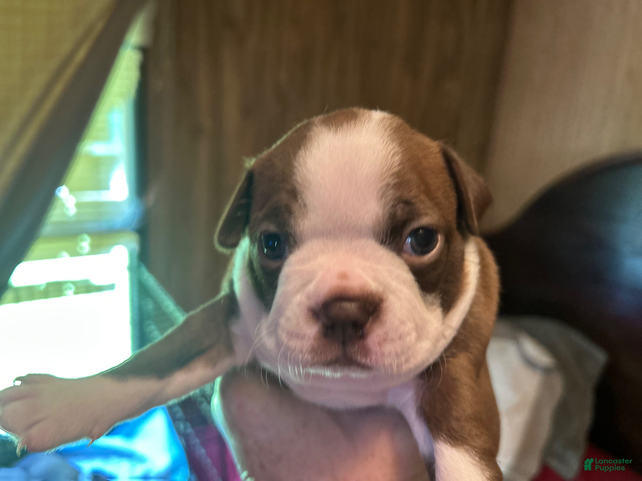 Boston Terrier dogs Diamond - Ad 1