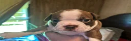Boston Terrier dogs for sale: Diamond - Ad 1