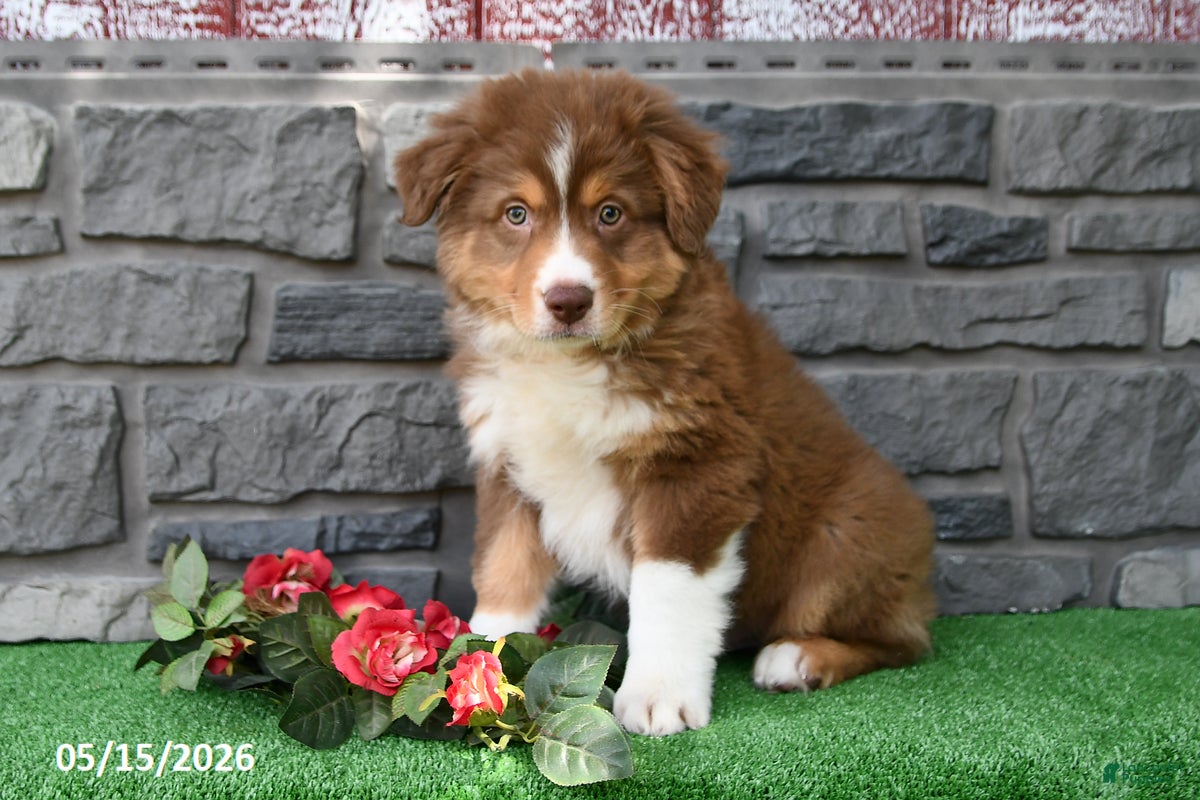Australian Shepherd dogs Cody - Ad 2
