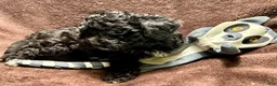 Cavapoo dogs for sale: Cavapoo 2 - Ad 10