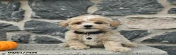 Maltipoo dogs for sale: Champ  - Ad 2