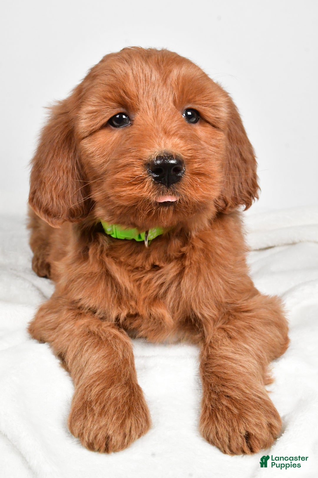 Goldendoodle dogs for sale: Penny-medium size  - Ad 9