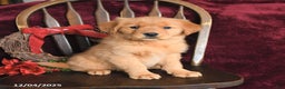 Golden Retriever dogs for sale: Mandy Joy - Ad 3