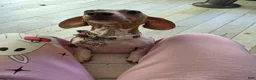 Mixed Breed dogs for sale: Oliver - Ad 11